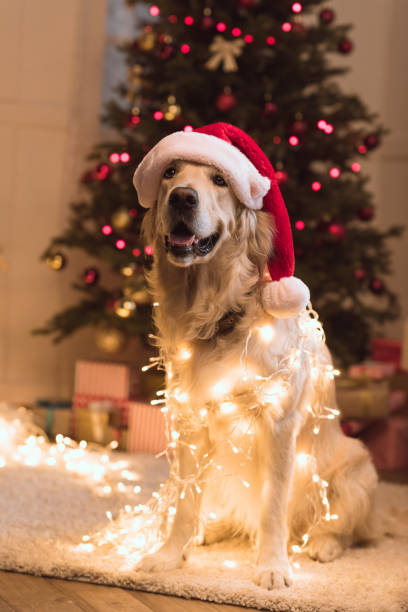 istock dog in santa hat 857865172