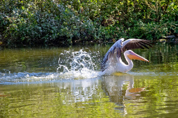 istock Pelican in the water 857865204