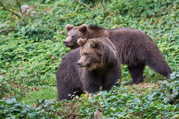 Brown bears in search of food stock photo