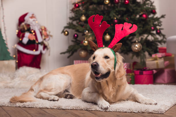 istock golden retriever dog in antlers 857865990
