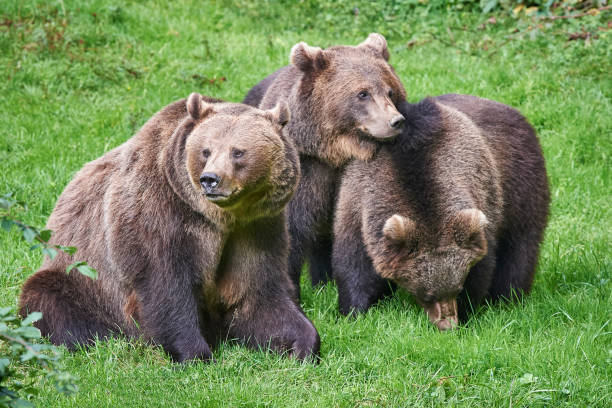 Brown bear family on a meadow stock photo