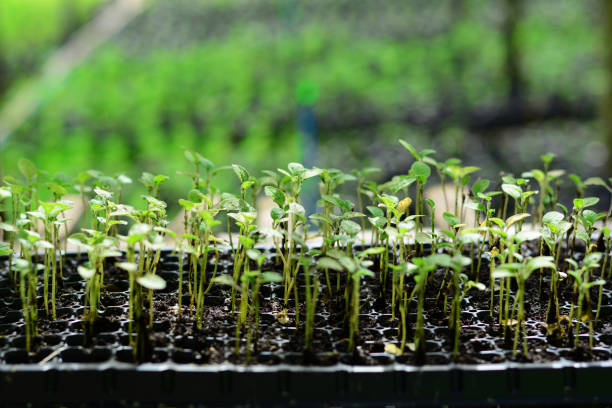 istock the young green  tree in the plastic  tray for planting 857866396