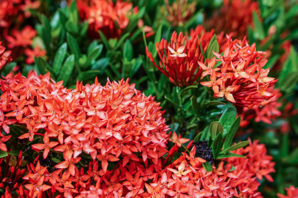 istock red pink orange ixora spike flower green leaf rain drop 857866450