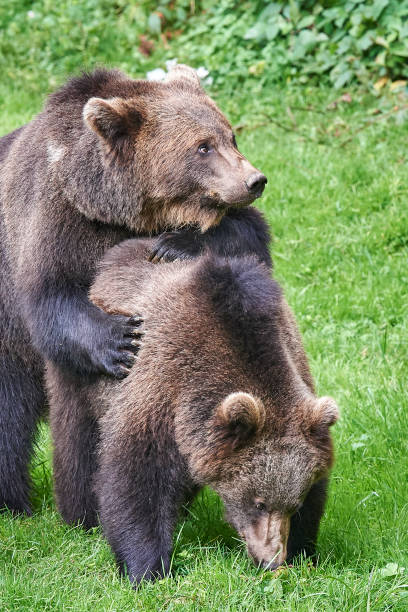 Brown bear children playing stock photo