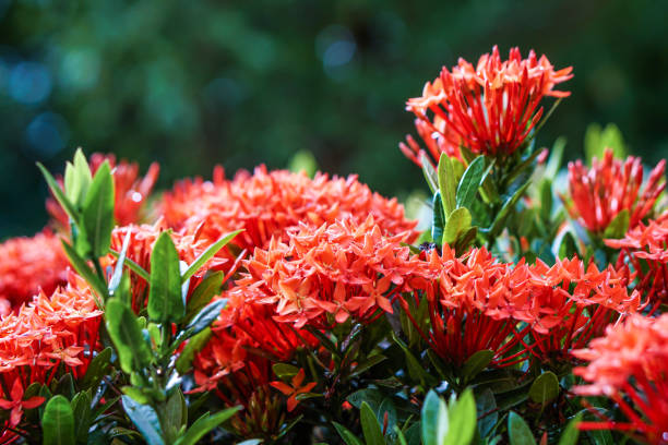 istock red pink orange ixora spike flower green leaf rain drop 857868658