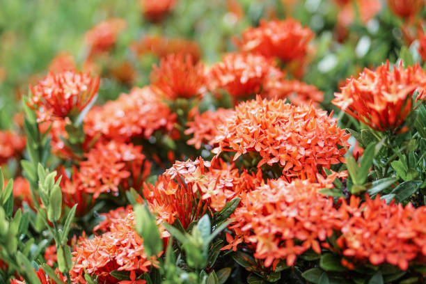 istock red pink orange ixora spike flower green leaf rain drop 857868686