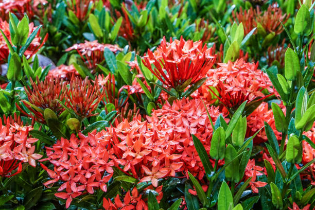 istock red pink orange ixora spike flower green leaf rain drop 857868692
