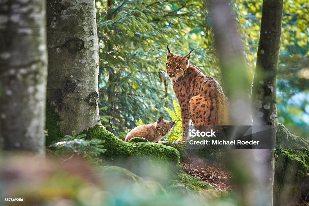 Luchsmutter mit Baby - Photo de Lynx eurasien libre de droits
