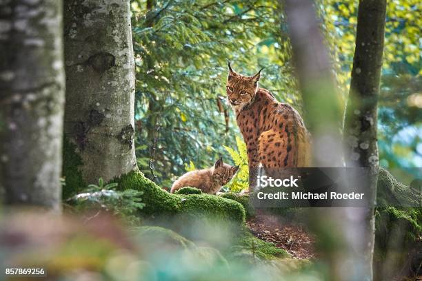 Photo libre de droit de Luchsmutter Mit Baby banque d'images et plus d'images libres de droit de Lynx eurasien - Lynx eurasien, Lynx, Forêt bavaroise