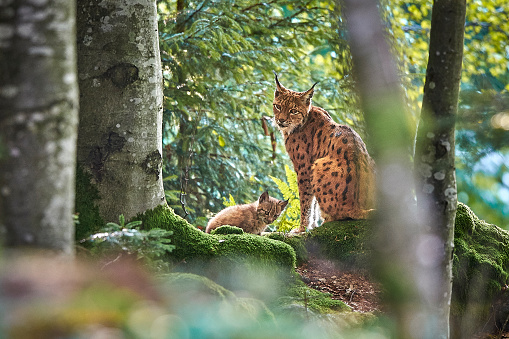 Lynx mother with baby in the Bavarian Forest National Park / Germany