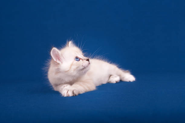 istock Neva masquerade kitten isolated on blue background 857870282