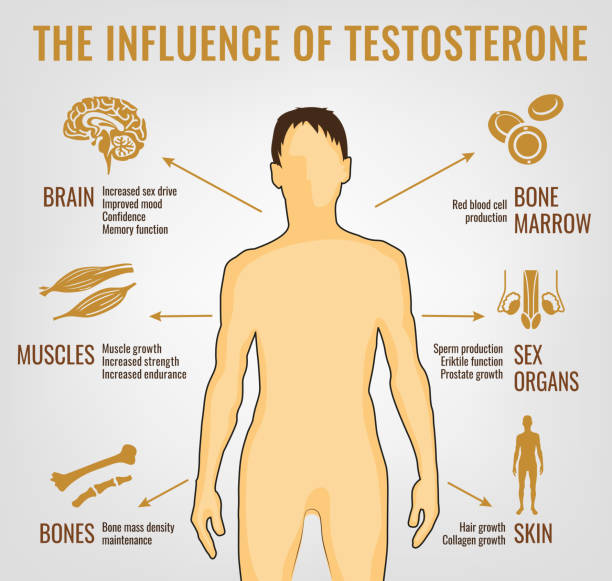 infografis efek testosteron - hormon ilustrasi stok