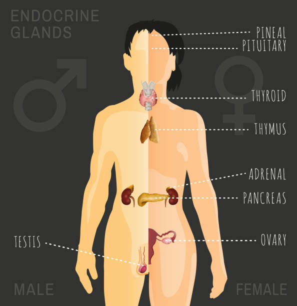Endocrine System Image Female and Male endocrine system. Human comparative anatomy. Human silhouette with detailed internal organs. Vector illustration isolated on a dark grey background. diagram of female reproductive system drawings stock illustrations