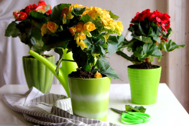 begonia in ceramic pots stock photo