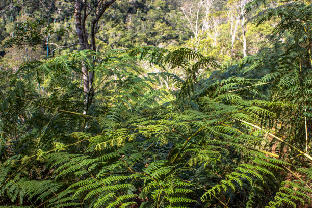 istock Detail of Atlantic Forest 857874062