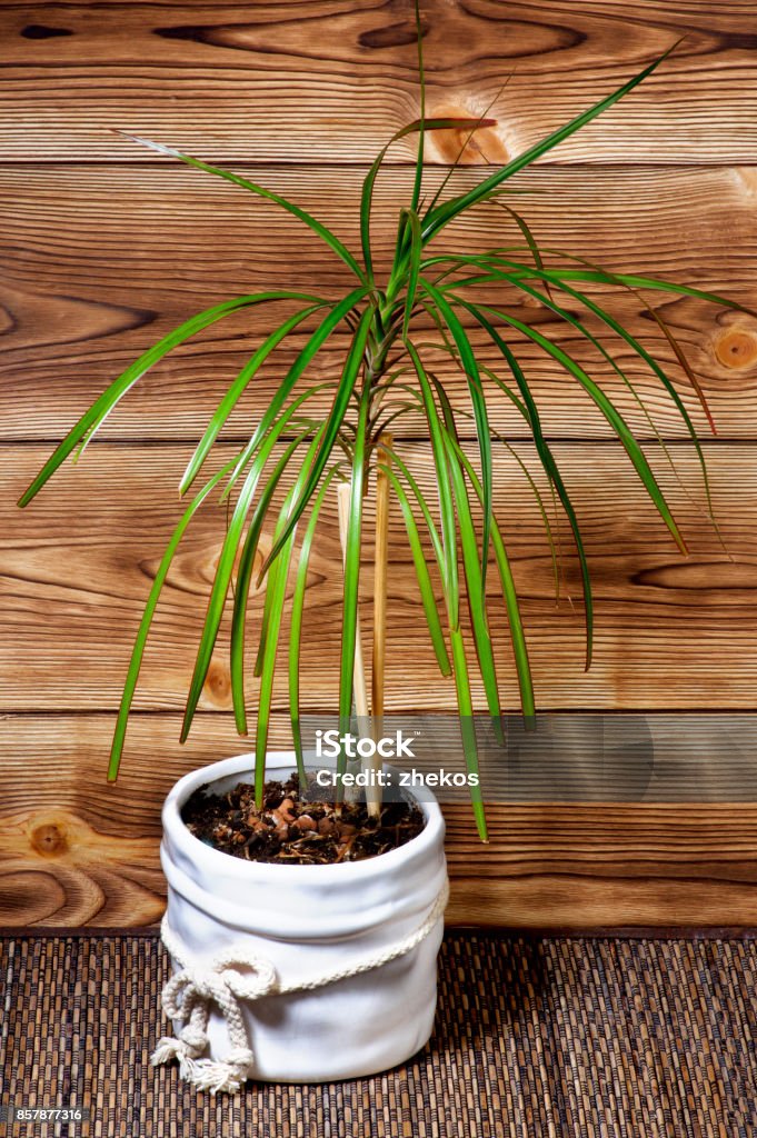 Dracaena in Pot Small Dracaena in White Flower Pot against Wooden Plank closeup on Wicker background Beginnings Stock Photo