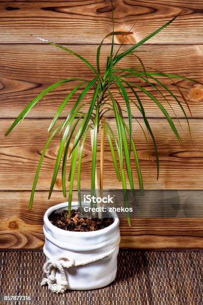 Dracaena In Pot Stock Photo - Download Image Now - Beginnings, Botany, Branch - Plant Part