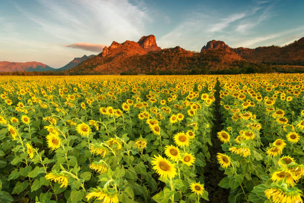 istock Field of blooming sunflowers on a background mountain 857877548