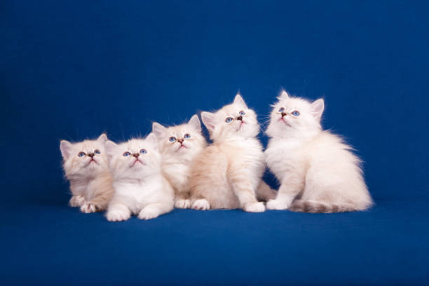 istock Five Neva masquerade kittens on blue background 857877736