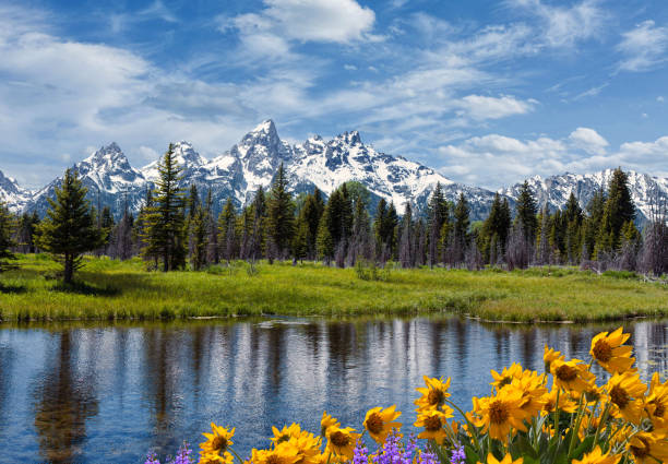 istock Grand Tetons and flowers 857881168