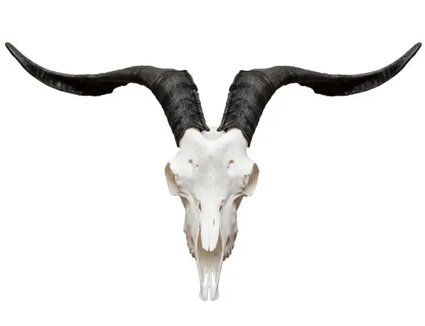 Photo of Goat skull isolated on white