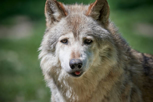 istock Portrait of a wolf 857884138