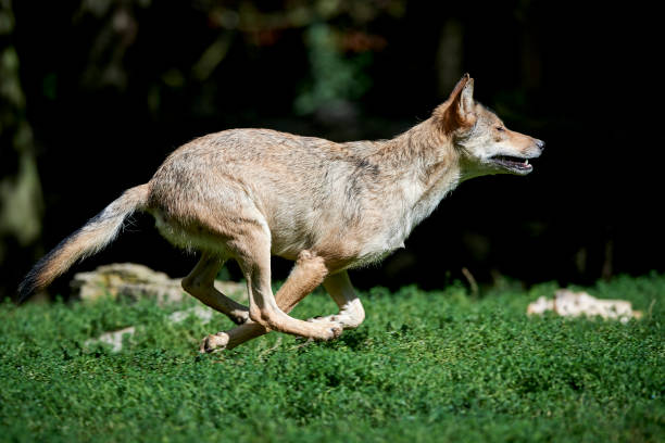 Rennender Wolf stock photo