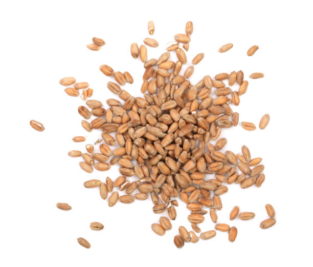 istock wheat grains isolated on white background. Top view 857884624