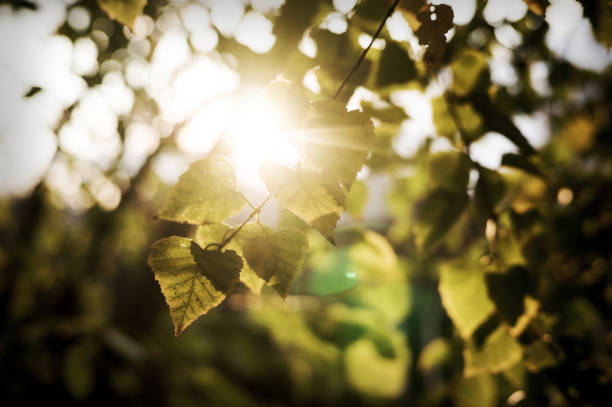 The warm autumn sun shining through the golden canopy of tall beech trees