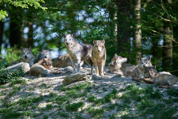 Wolf pack in the sun stock photo