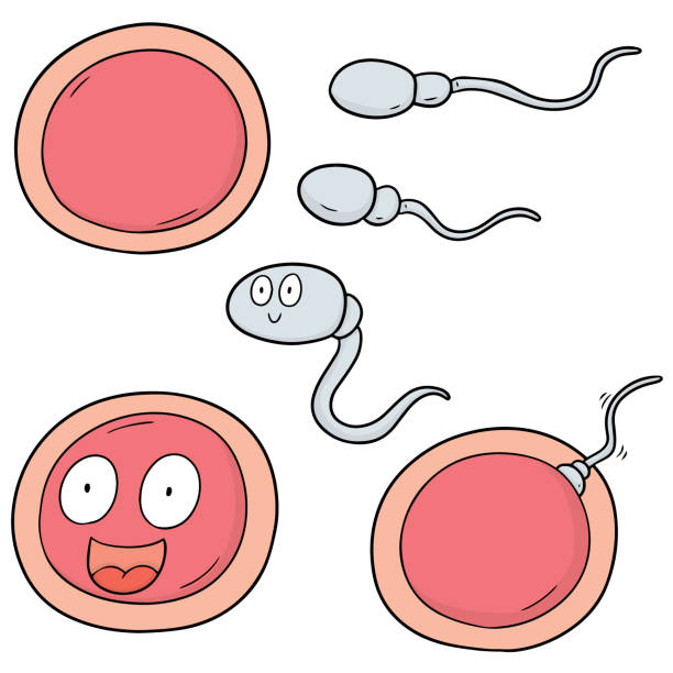 精子と卵 - human sperm eggs human egg sex点のイラスト素材／クリップアート素材／マンガ素材／アイコン素材