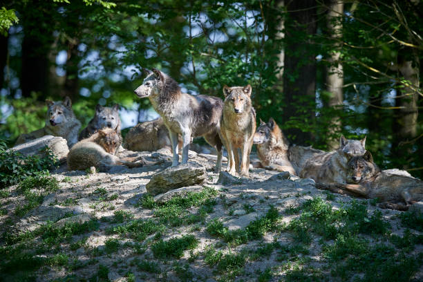 wolfsrudel in der sonne - tiergruppe stock-fotos und bilder