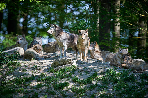 Three Eurasian wolves (Canis lupus lupus) resting on a meadow.