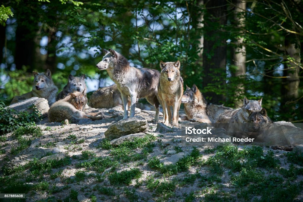 Wolf pack in the sun Packs of Canadian Timberwolves Wolf Stock Photo