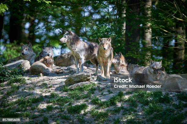 Wolf Pack In The Sun Stock Photo - Download Image Now - Wolf, Group Of Animals, Gray Wolf
