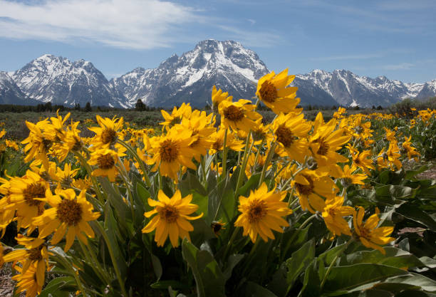 istock Mountains and wildflowers 857885618