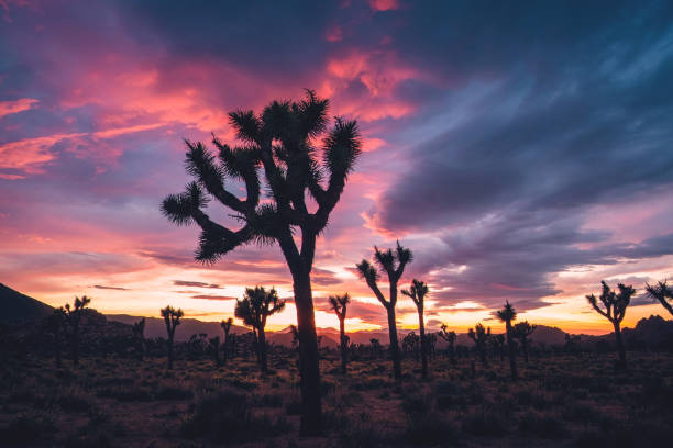 istock Joshua Trees in Stormy Spring Sunset 857888230