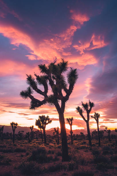 Joshua Trees in Stormy Spring Sunset
