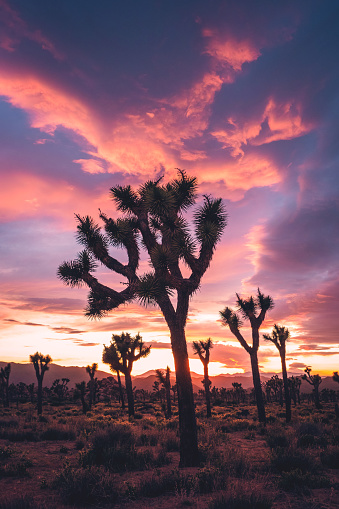 Joshua Trees stand tall against a dramatic sunset horizon in Joshua Tree National Park, California, USA. The famous Joshua Tree, named by the early Mormon Pioneers, reaches into the colorful sunset sky.