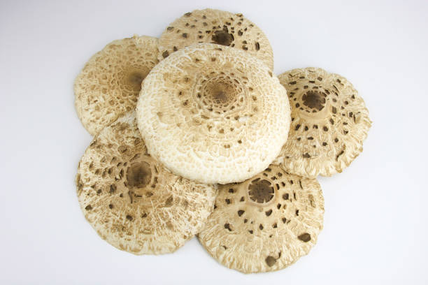 istock group of umbrella mushrooms isolated on white 857895274