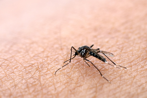 Mosquitoes are spread on human skin to suck blood. People who get mosquitoes or mosquito bites. Will cause malaria disease. Mosquitoes are a dangerous carrier.