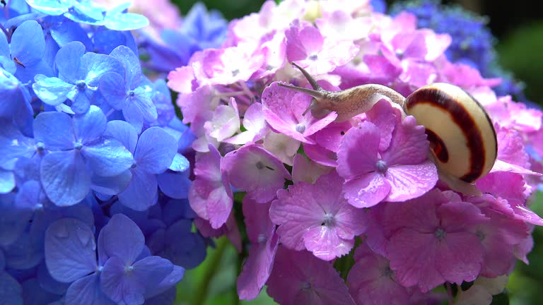 Snail on the hydrangea flower