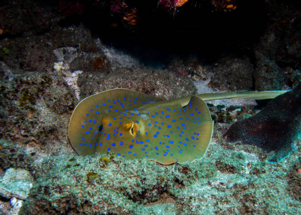 istock Bluespotted Ribbontail ray laying still on the reef facing the camera. 857897684