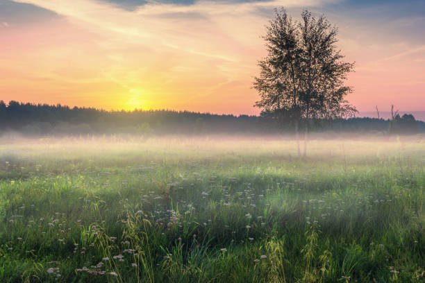 istock Foggy morning landscape in summer time 857897786