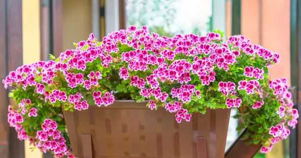 Pink-white geranium flowers in a flowerpot.