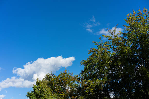 istock tree in autumn fall season with sky green red yellow colour 857898138