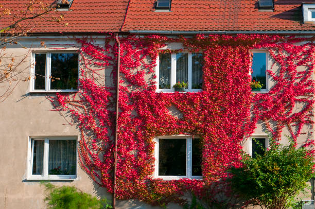 istock Hause covered with red ivy leaves. 857901460