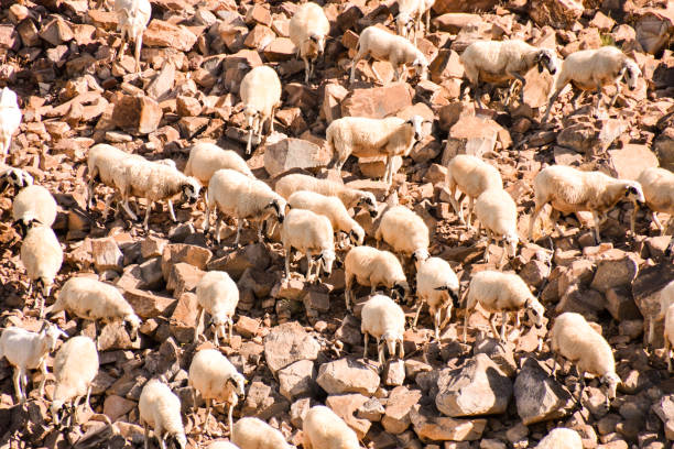 flock of sheep