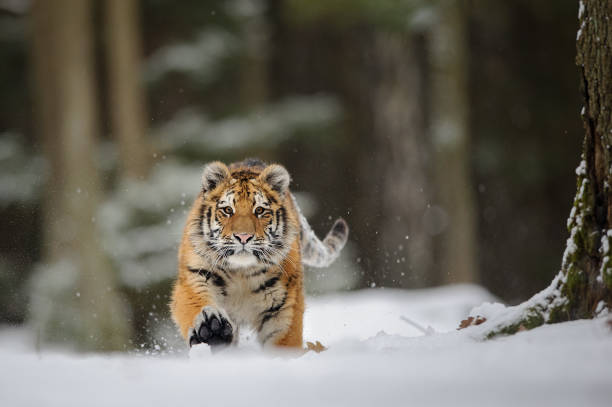Running tiger on snow Tiger running in winter forrest on snow tiger safari animals close up front view stock pictures, royalty-free photos & images