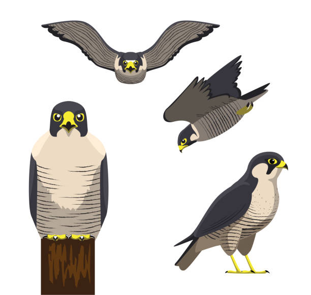 vogel-peregrine cartoon-vektor-illustration - falke stock-grafiken, -clipart, -cartoons und -symbole